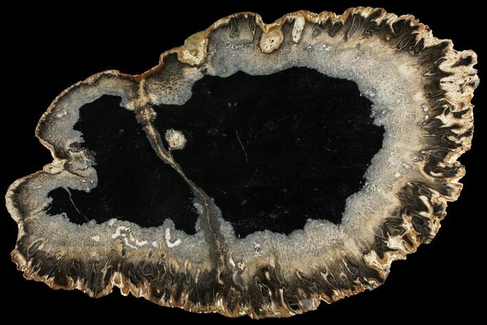 Petrified Palmwood (Palmoxylon) Slab - Louisiana #98257